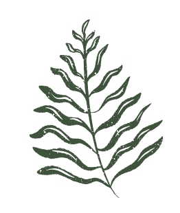 Green fern illustration