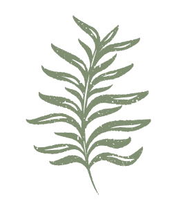 Sage green fern illustration